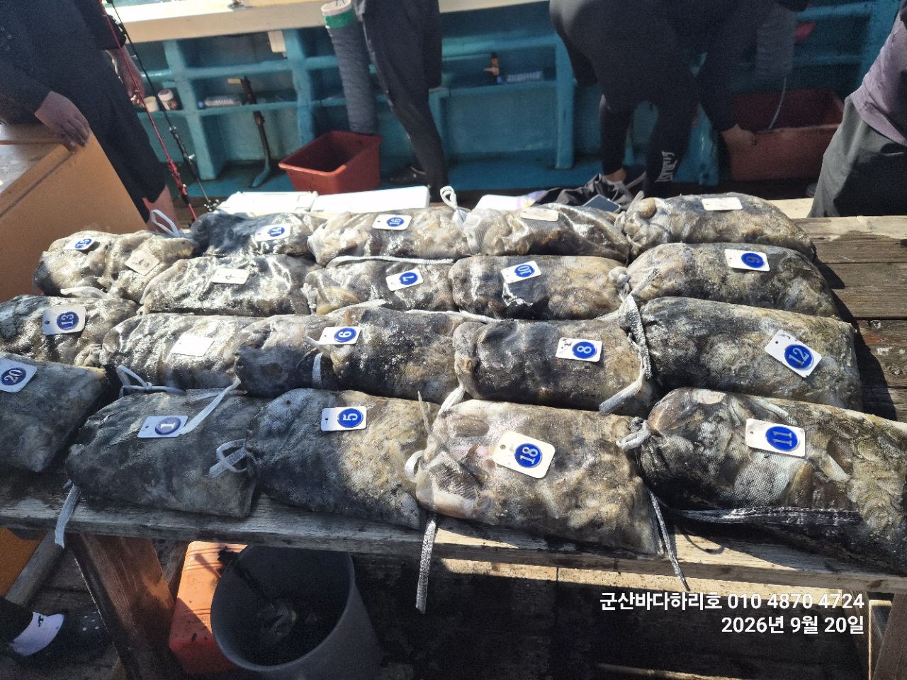 9월 20일 갑오징어 선상낚시 조황 현장 사진 2