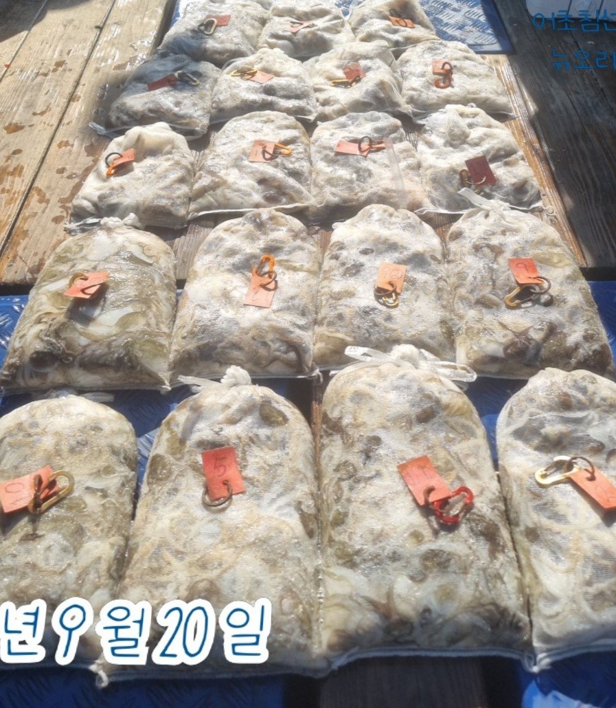 9월 20일 군산 주꾸미 선상낚시 조황 현장 사진 3