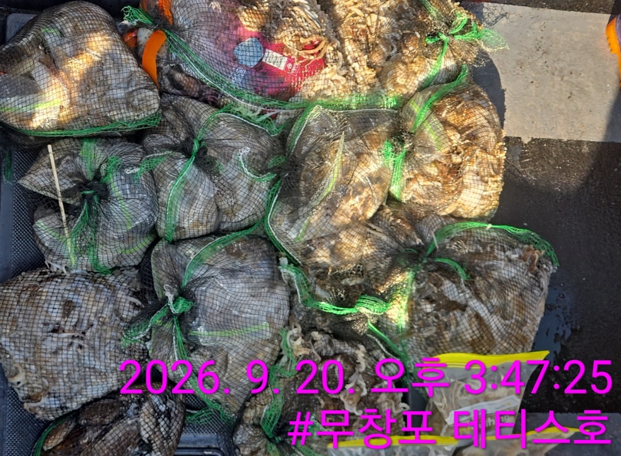 9월 20일 갑오징어 선상낚시 조황 현장 사진 2