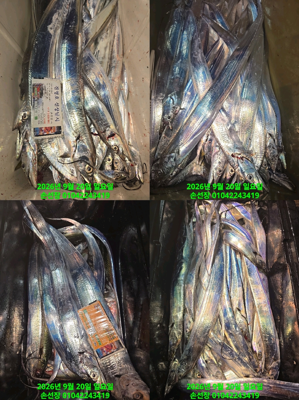 9월 21일 마산 갈치 선상낚시 조황 현장 사진 6