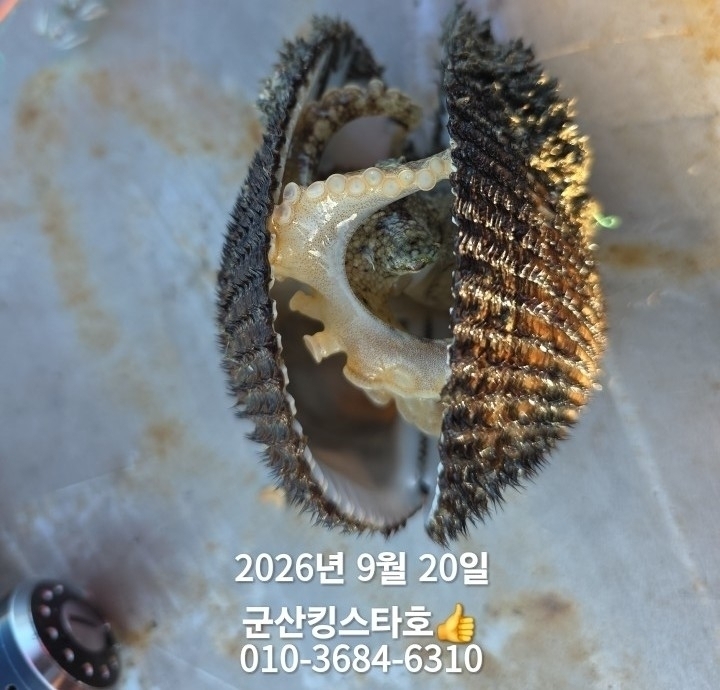 9월 20일 군산 주꾸미 선상낚시 조황 현장 사진 6