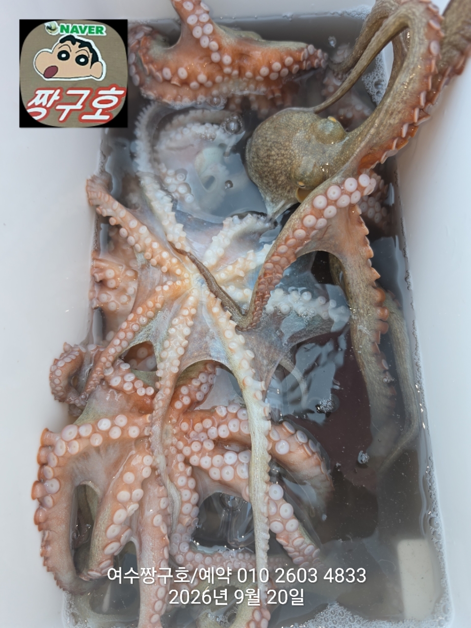 9월 20일 여수 문어 선상낚시 조황 현장 사진 12