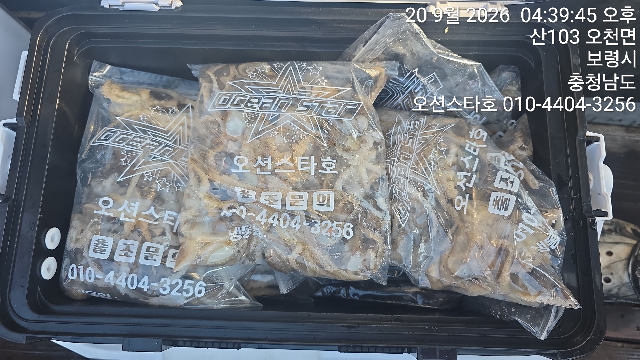 9월 20일 주꾸미 선상낚시 조황 현장 사진 5