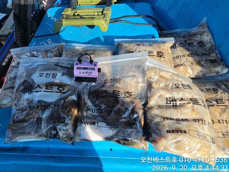 9월 19일 갑오징어 선상낚시 조황 현장 사진 1