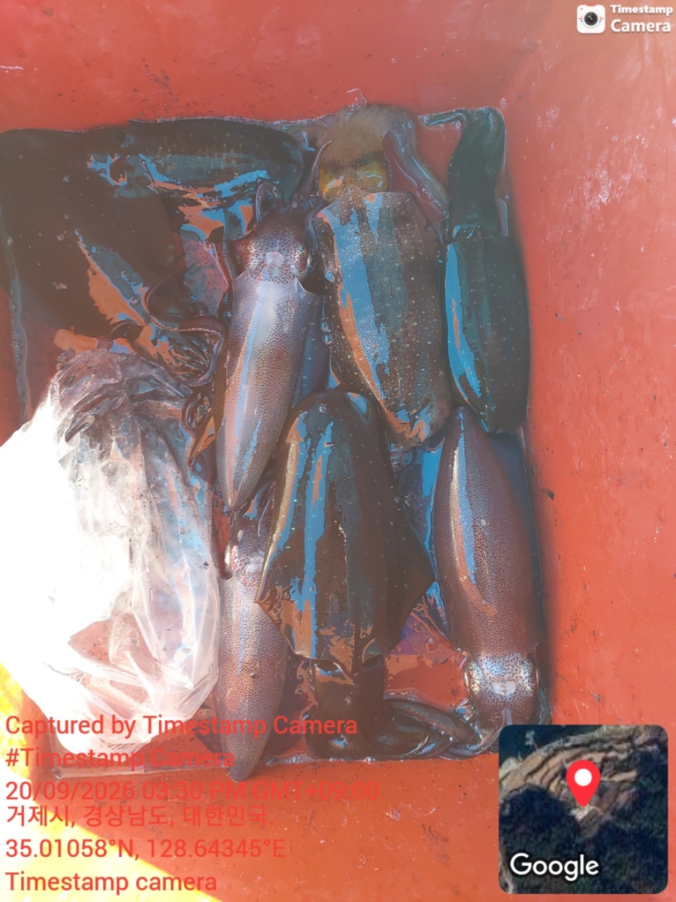 9월 20일 통영 갑오징어 선상낚시 조황 현장 사진 17