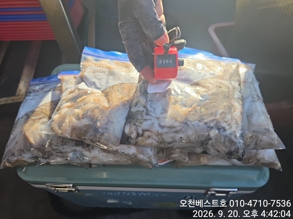 9월 19일 갑오징어 선상낚시 조황 현장 사진 8