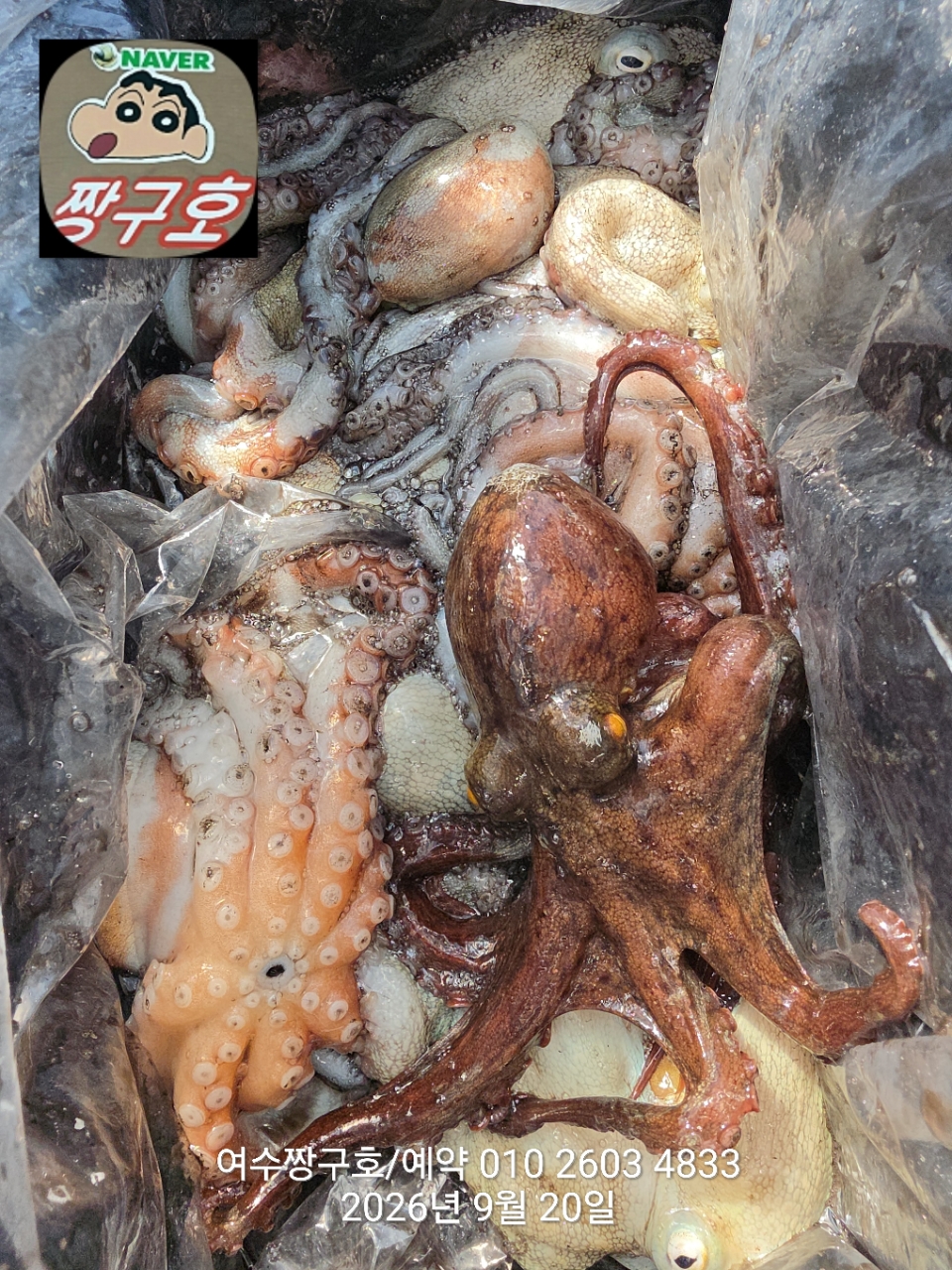 9월 20일 여수 문어 선상낚시 조황 현장 사진 7