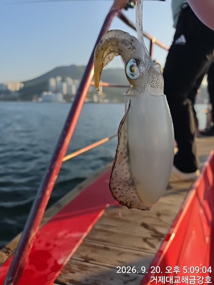 ����ڰ� �ø� �̹���