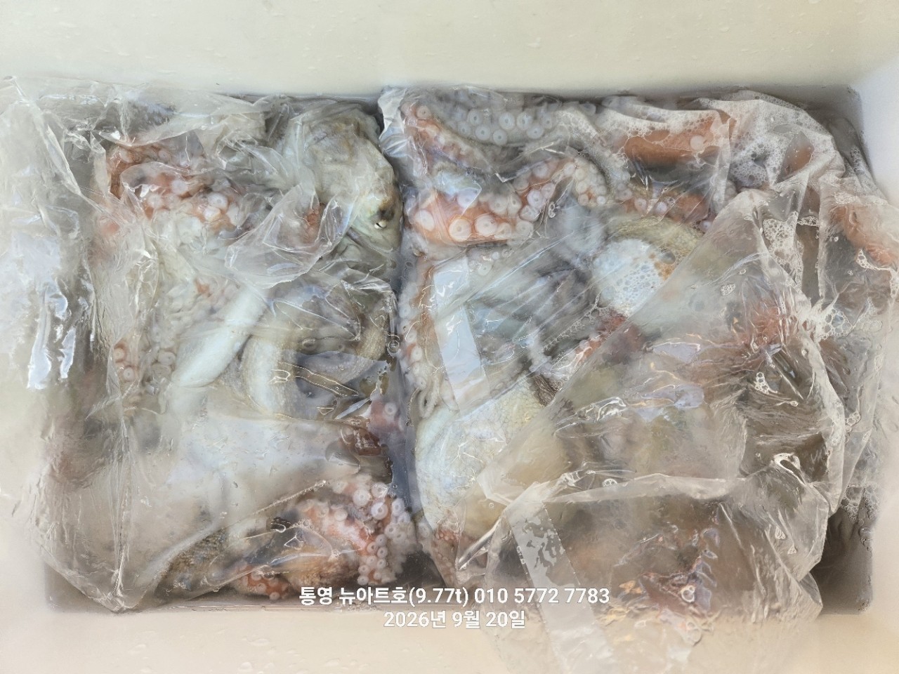9월 20일 남해 문어 선상낚시 조황 현장 사진 6