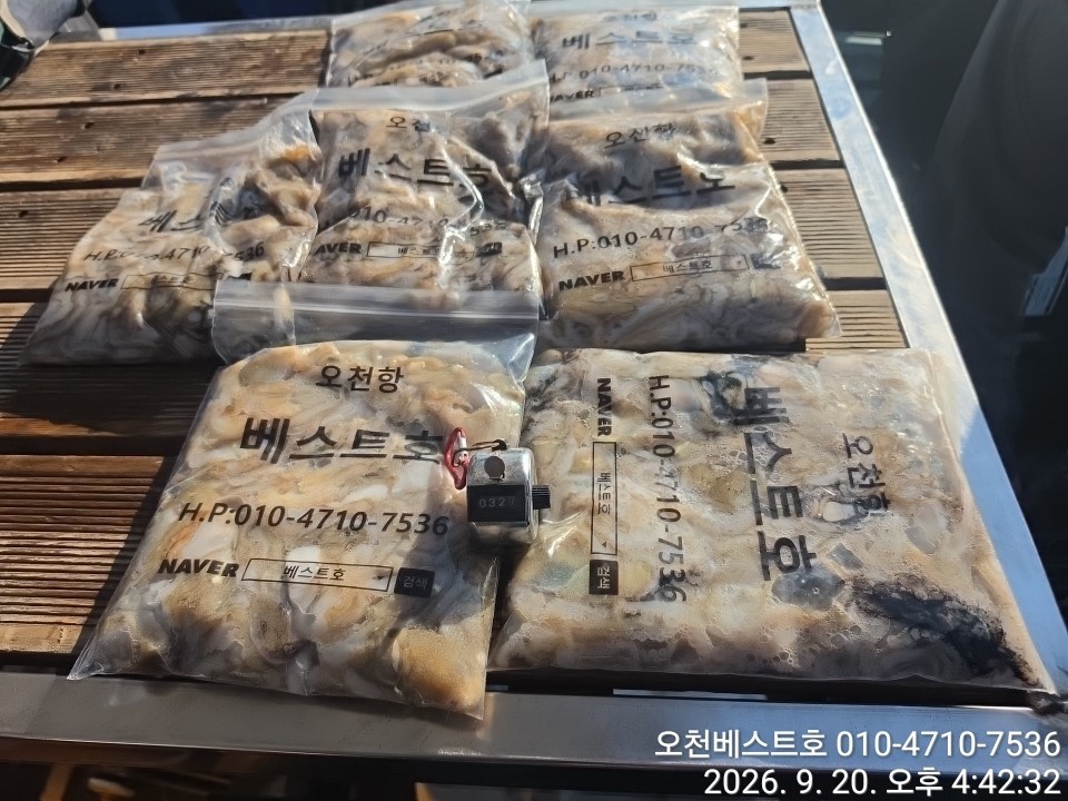 9월 19일 갑오징어 선상낚시 조황 현장 사진 7