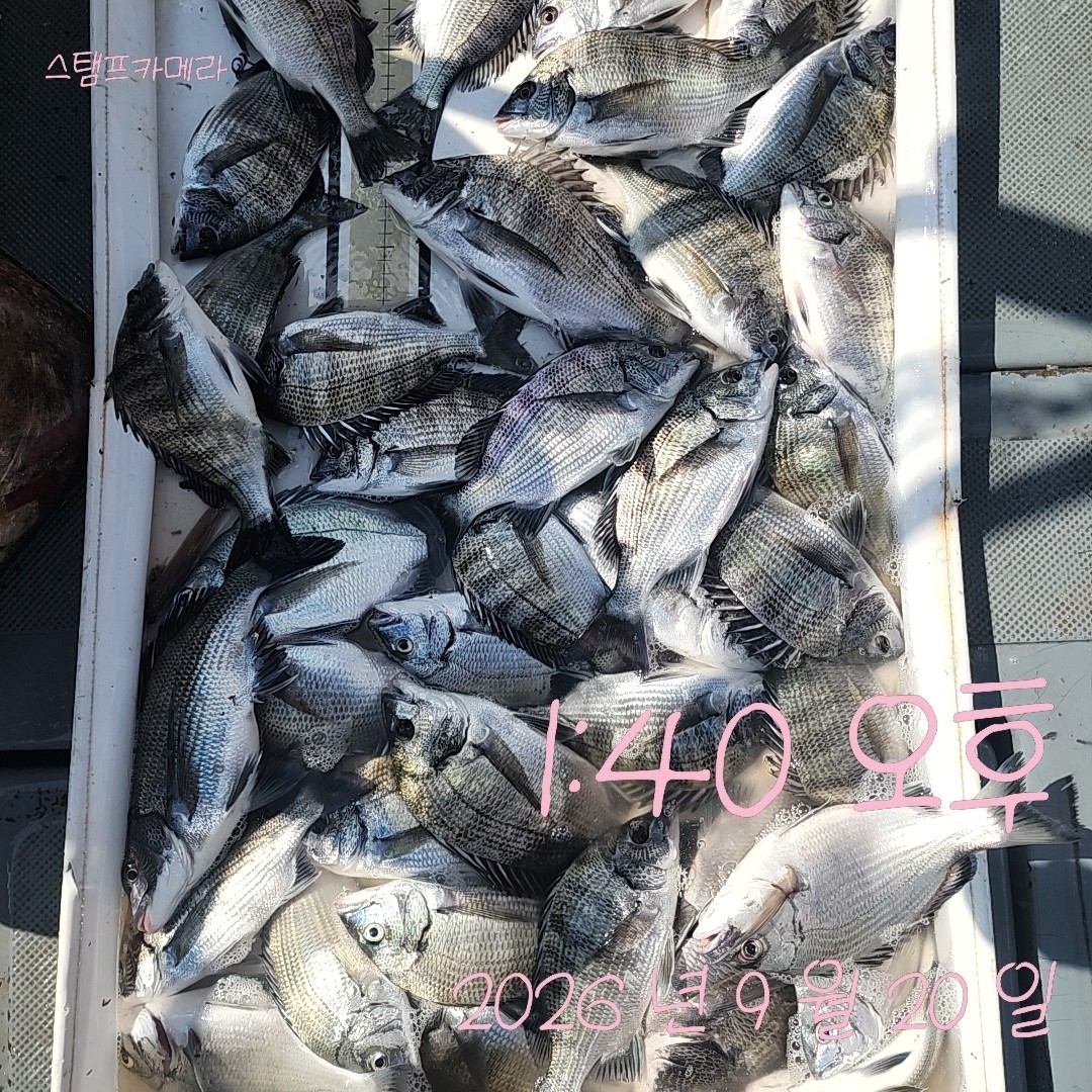 9월 20일 고성 감성돔 선상낚시 조황 현장 사진 1