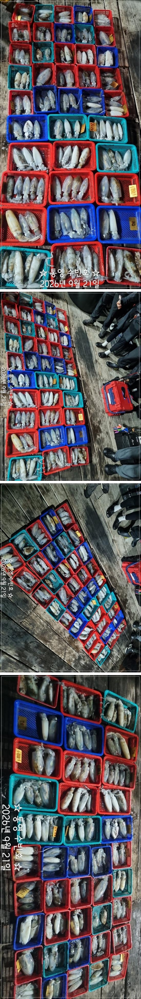 9월 21일 무늬오징어 선상낚시 조황 현장 사진 15