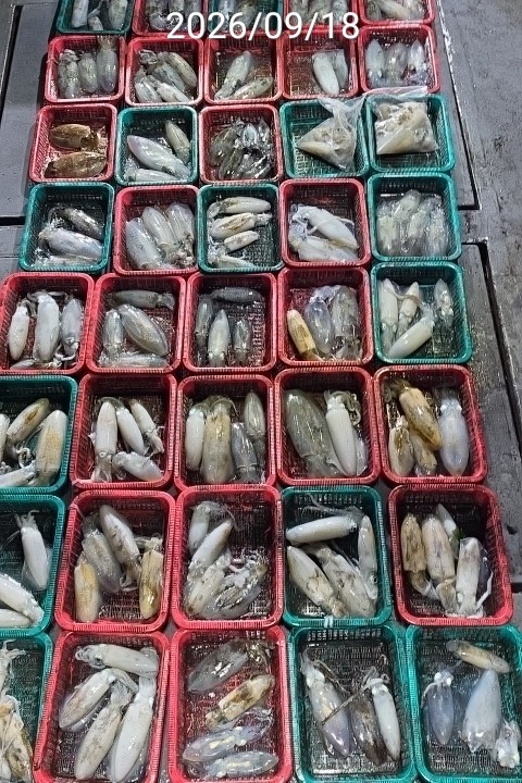 9월 21일 진해 무늬오징어 선상낚시 조황 현장 사진 4