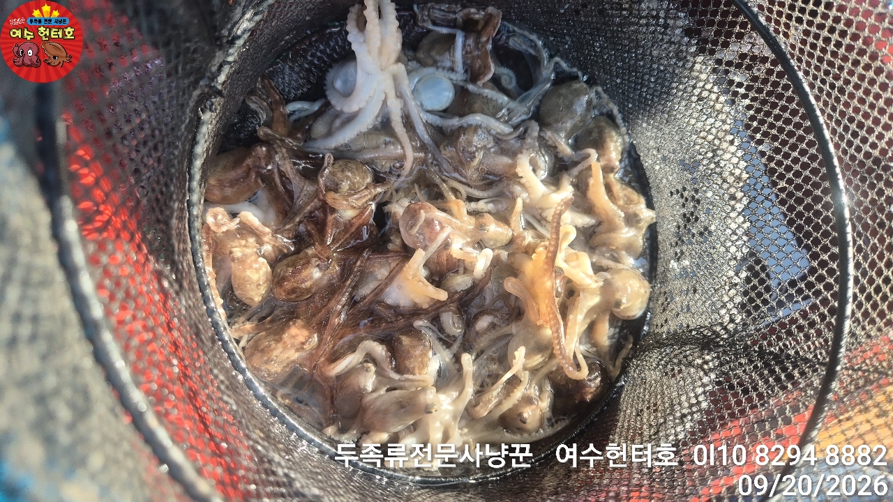 9월 20일 갑오징어 선상낚시 조황 현장 사진 17