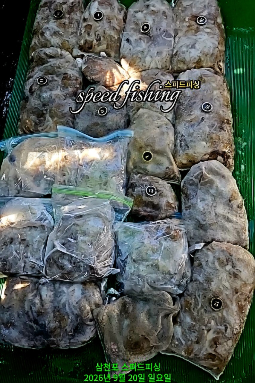 9월 20일 삼천포 주꾸미 선상낚시 조황 현장 사진 1