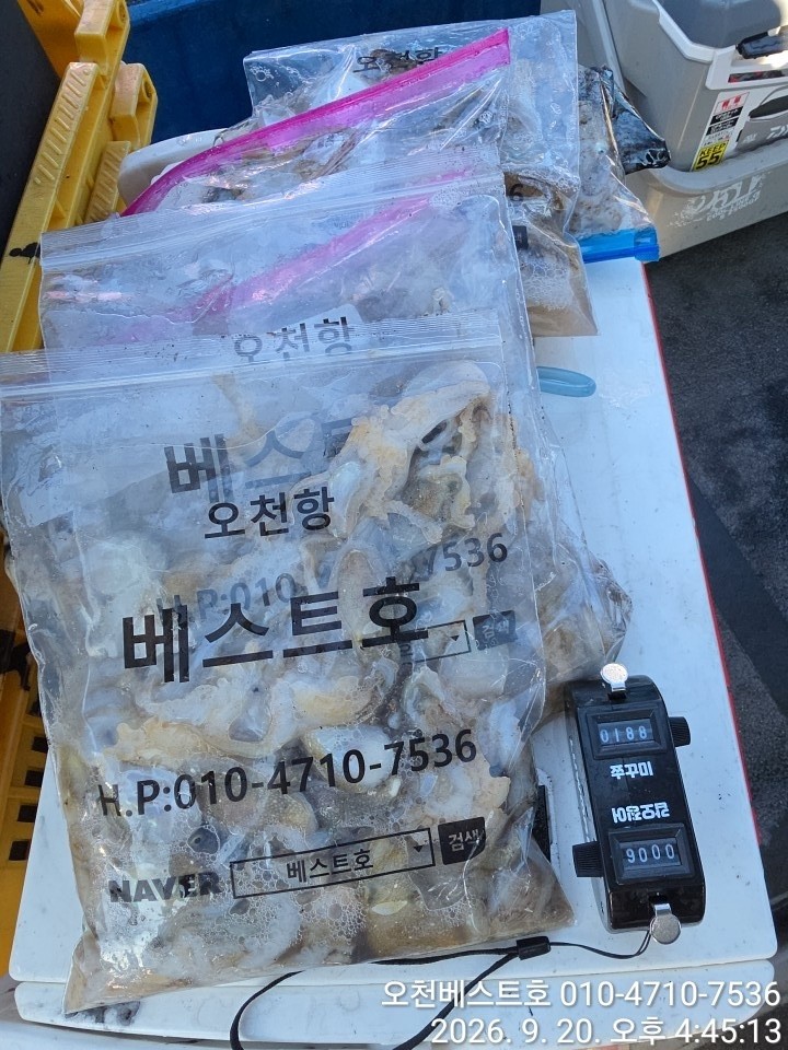 9월 19일 갑오징어 선상낚시 조황 현장 사진 15