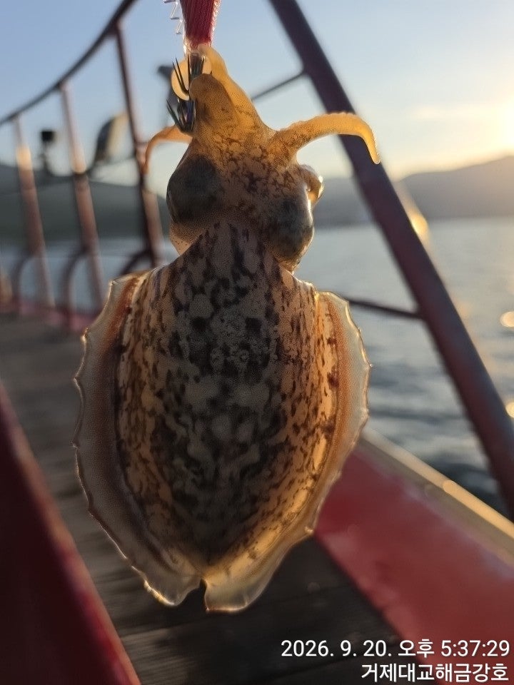 ����ڰ� �ø� �̹���