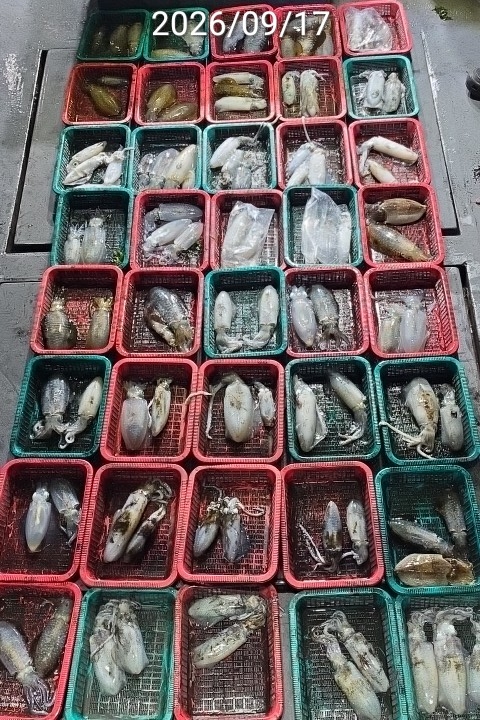9월 20일 진해 무늬오징어 선상낚시 조황 현장 사진 4