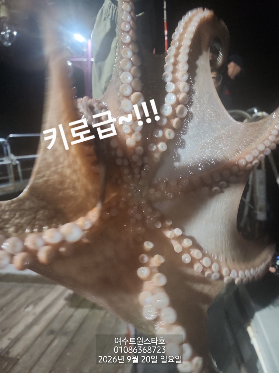 9월 25일 여수 문어 선상낚시 조황 현장 사진 51