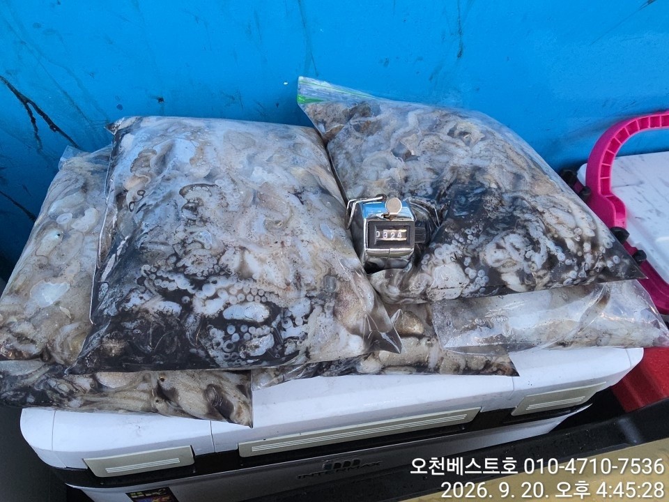 9월 19일 갑오징어 선상낚시 조황 현장 사진 3