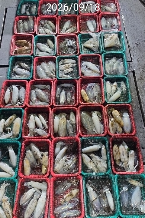9월 21일 진해 무늬오징어 선상낚시 조황 현장 사진 5
