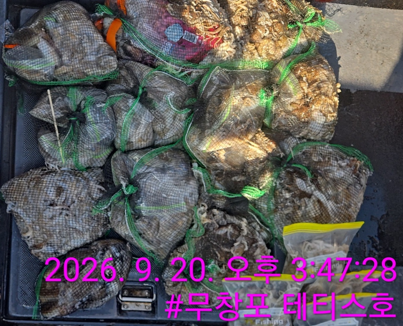 9월 20일 갑오징어 선상낚시 조황 현장 사진 3