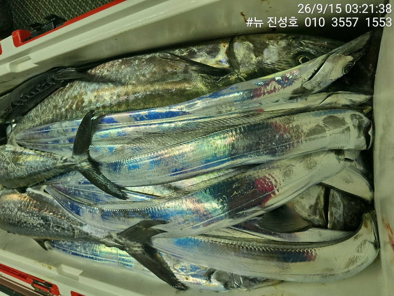9월 21일 거제 선상낚시 조황 현장 사진 8