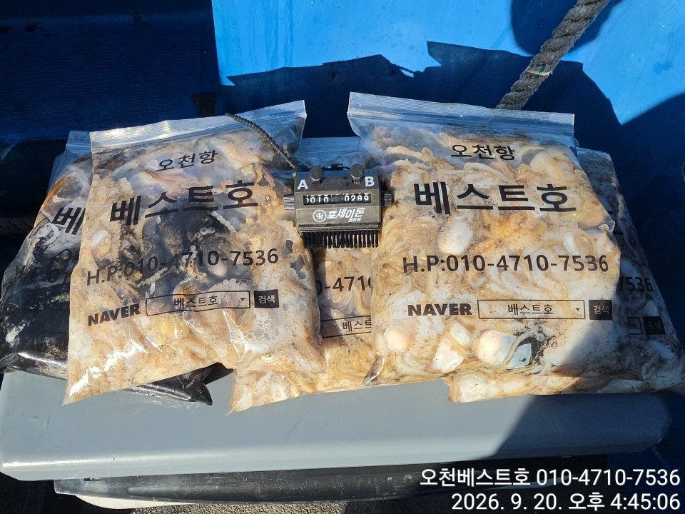9월 19일 갑오징어 선상낚시 조황 현장 사진 5