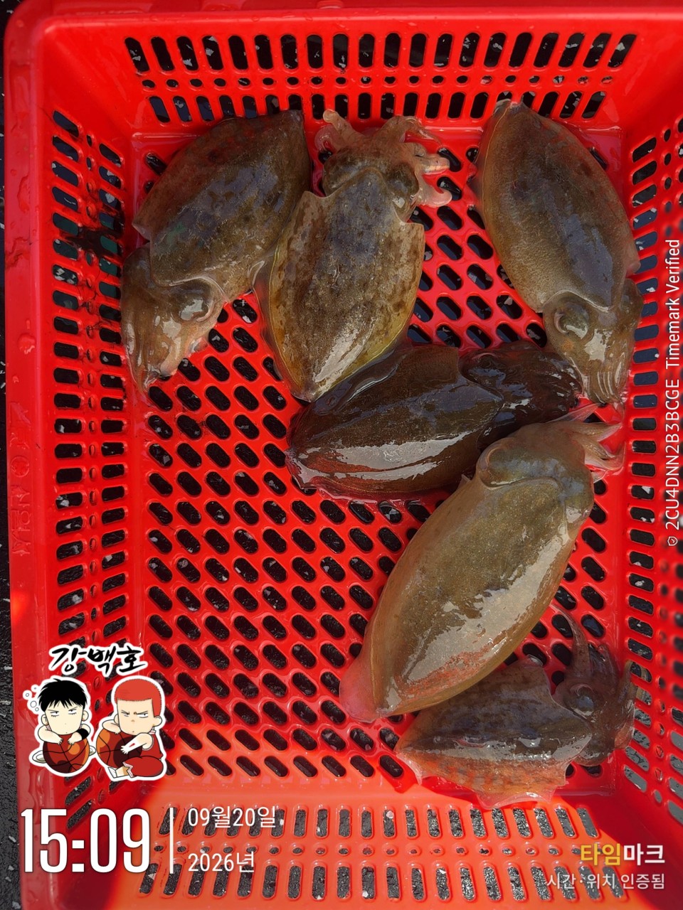 9월 20일 삼천포 갑오징어낚시 초보 조사님 출조 사진 12