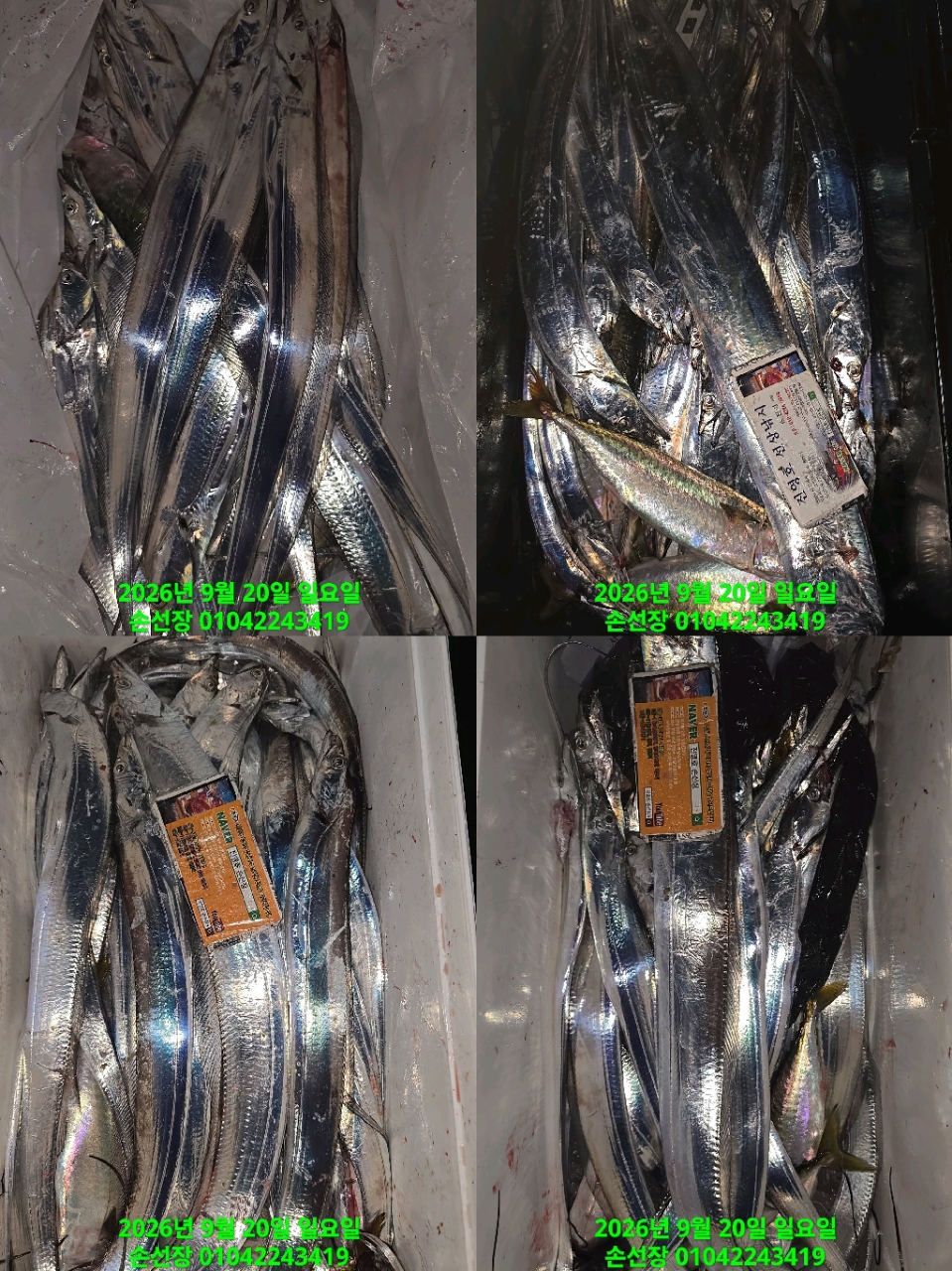9월 21일 마산 갈치 선상낚시 조황 현장 사진 8