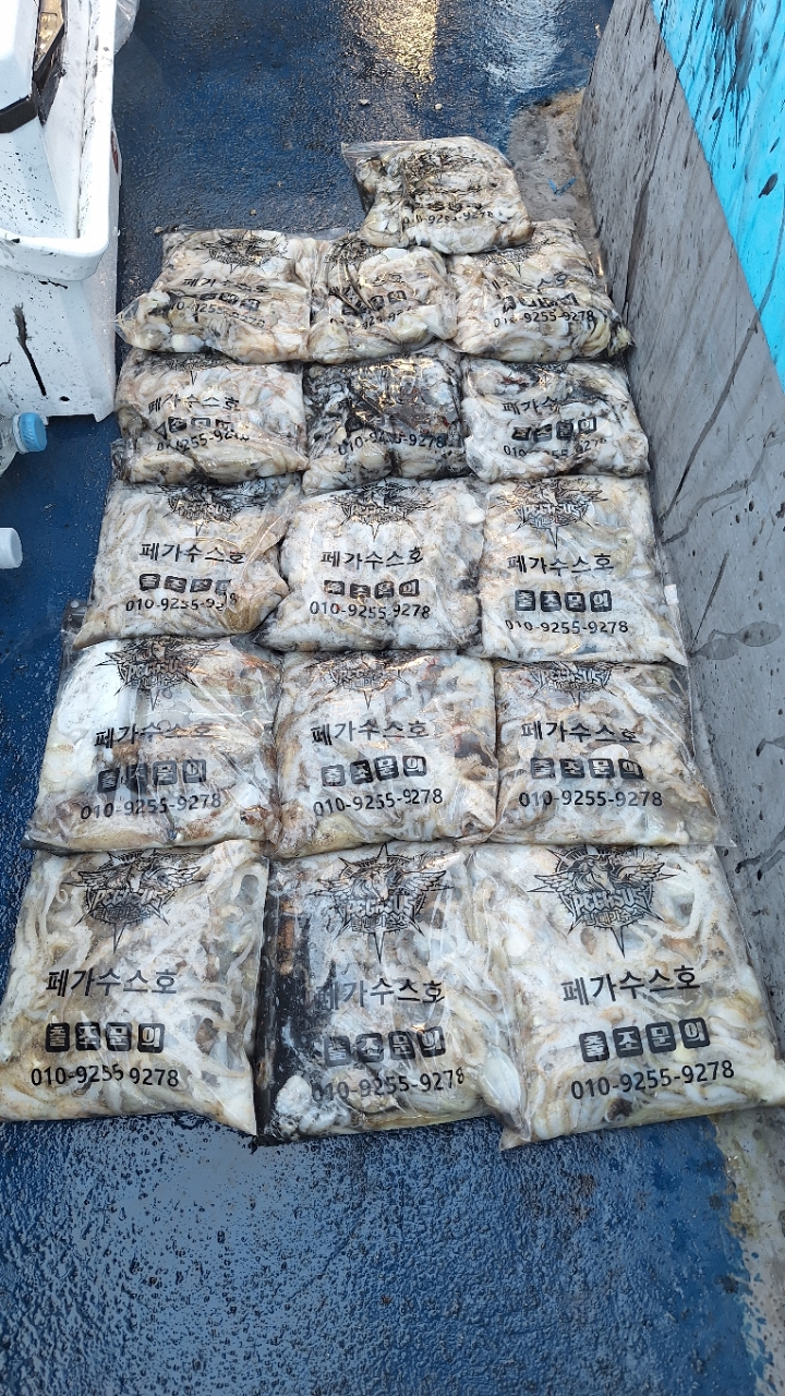 9월 20일 갑오징어 선상낚시 조황 현장 사진 9