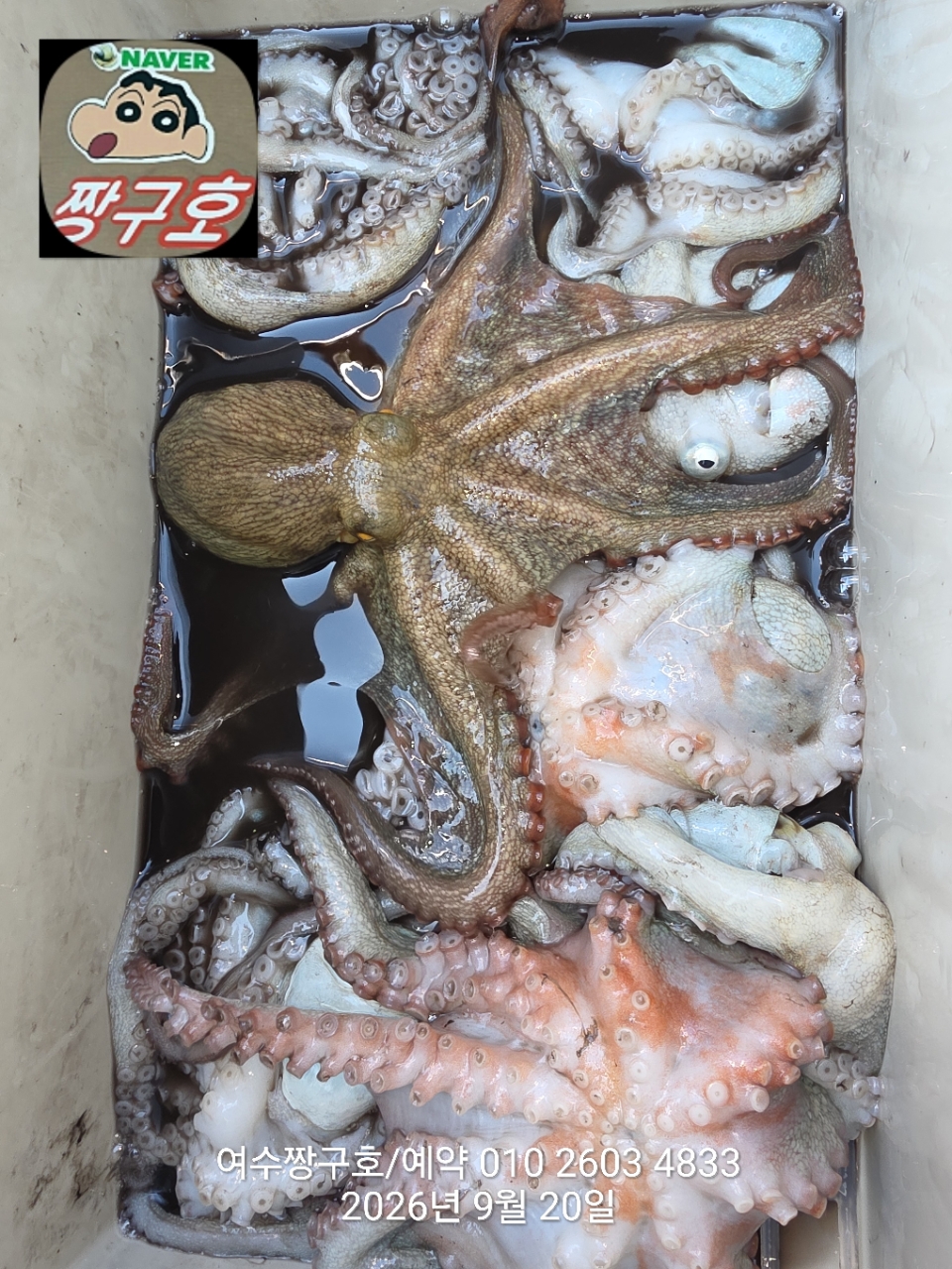 9월 20일 여수 문어 선상낚시 조황 현장 사진 6
