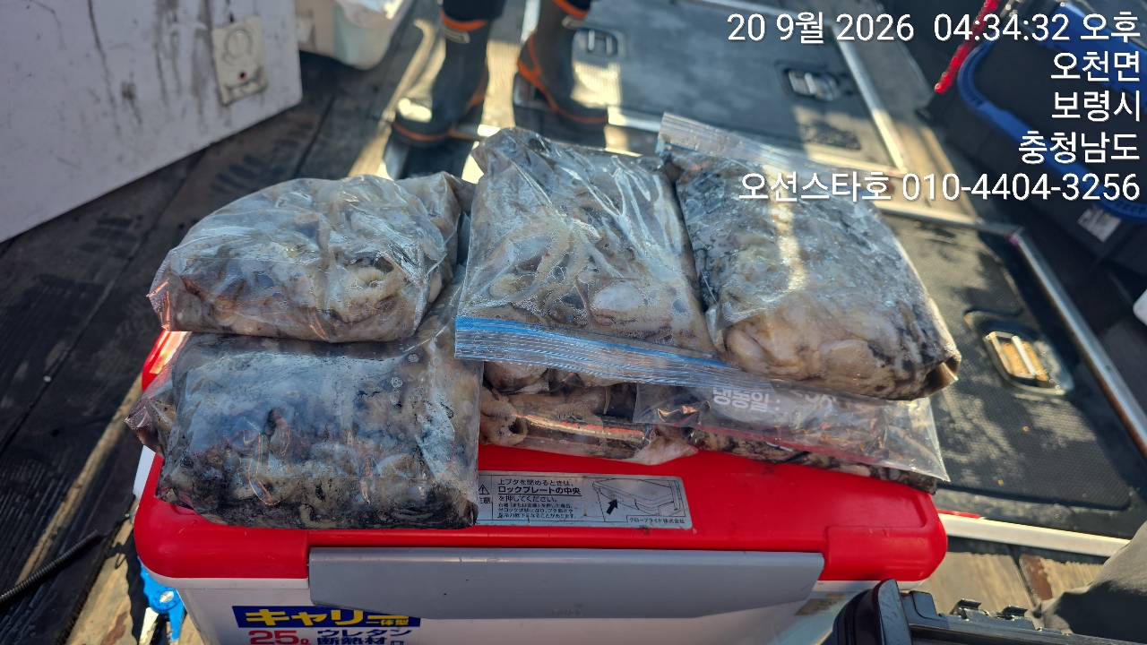 9월 20일 주꾸미 선상낚시 조황 현장 사진 14