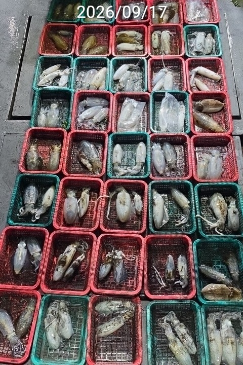 9월 20일 진해 무늬오징어 선상낚시 조황 현장 사진 2