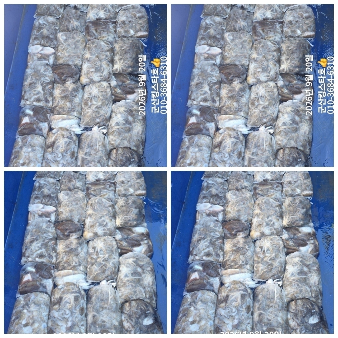 9월 21일 군산 주꾸미 선상낚시 조황 현장 사진 11