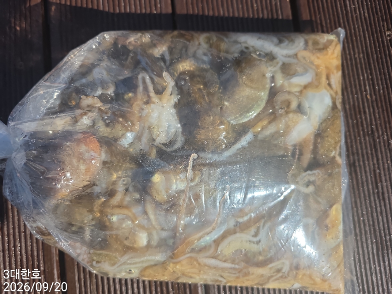 9월 20일 삼천포 주꾸미 선상낚시 조황 현장 사진 9