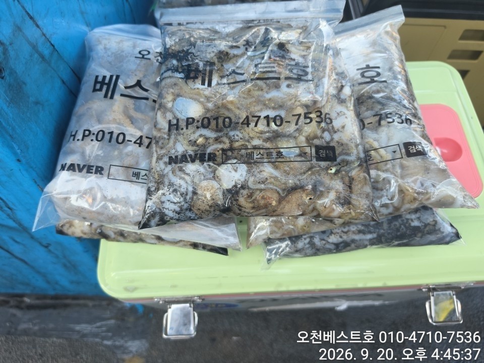 9월 19일 갑오징어 선상낚시 조황 현장 사진 14