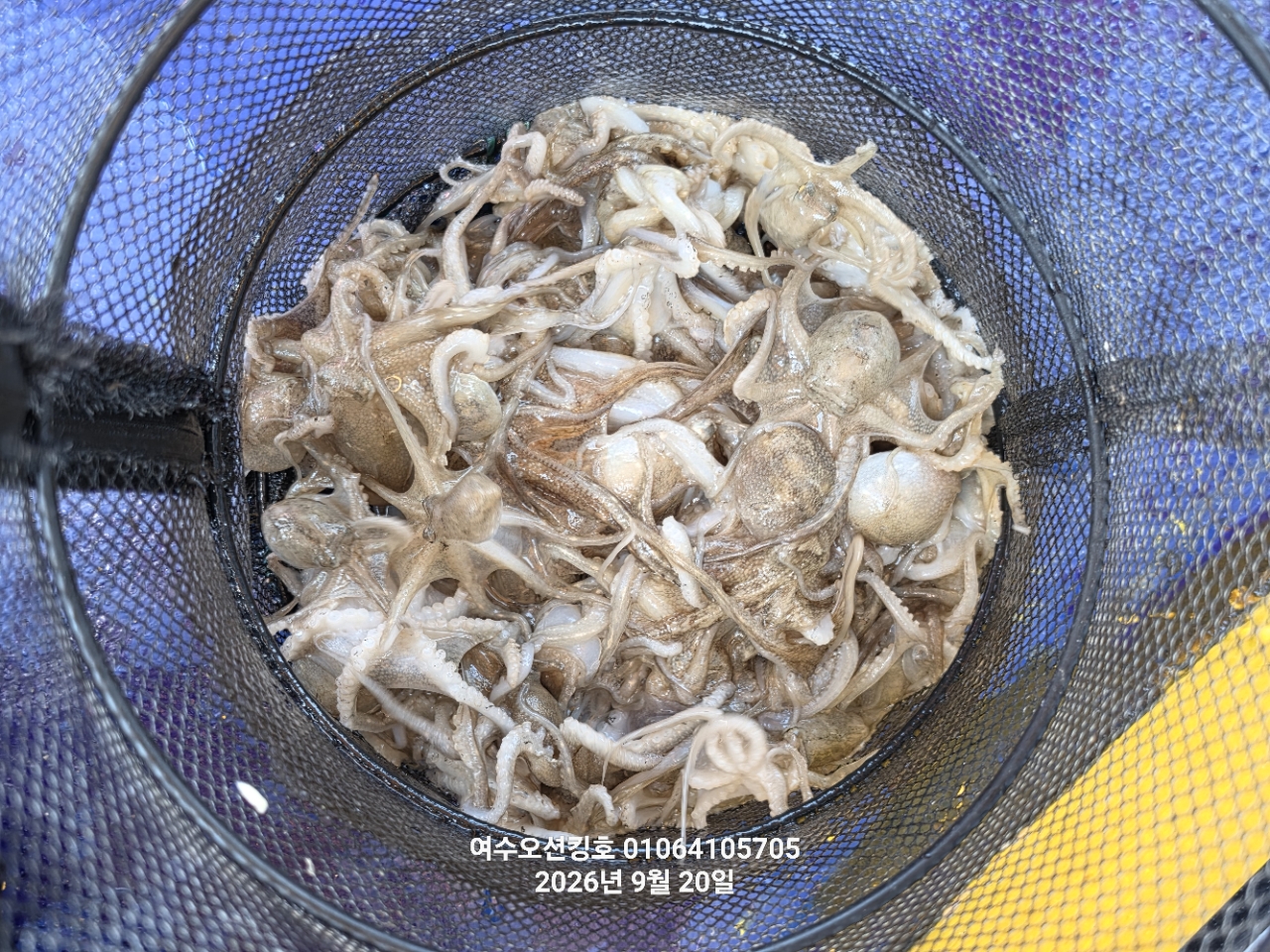 9월 20일 여수 주꾸미 선상낚시 조황 현장 사진 20