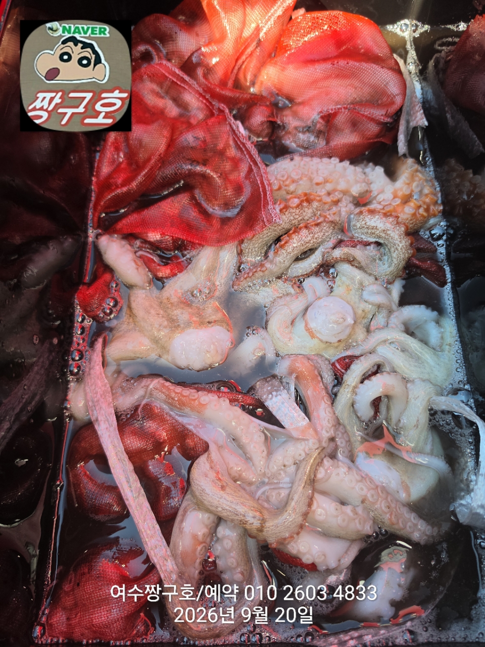 9월 20일 여수 문어 선상낚시 조황 현장 사진 23