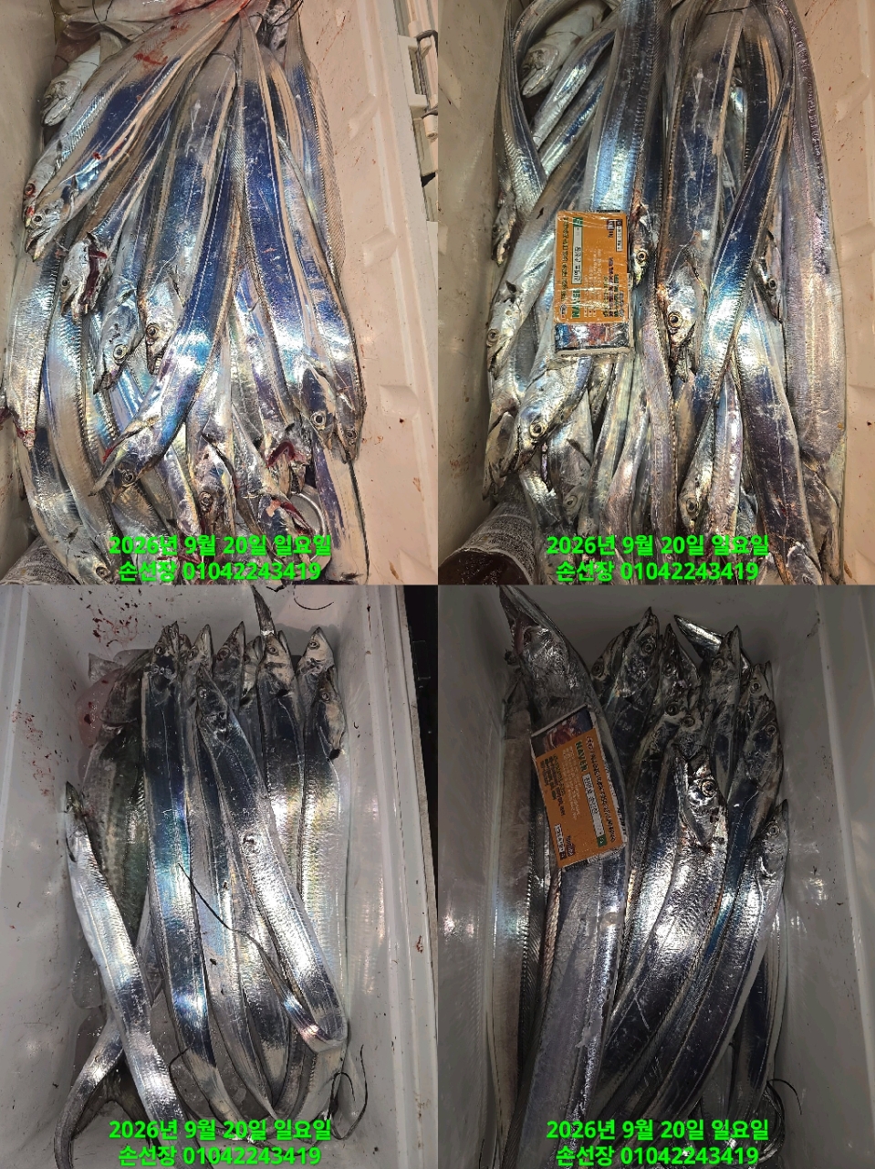 9월 21일 마산 갈치 선상낚시 조황 현장 사진 7