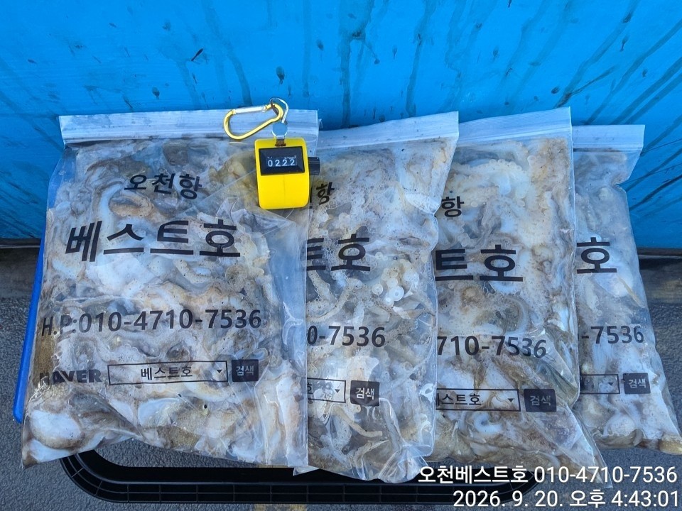 9월 19일 갑오징어 선상낚시 조황 현장 사진 9