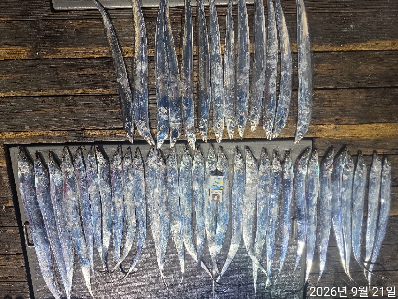 9월 20일 남해 무늬오징어 선상낚시 조황 현장 사진 2