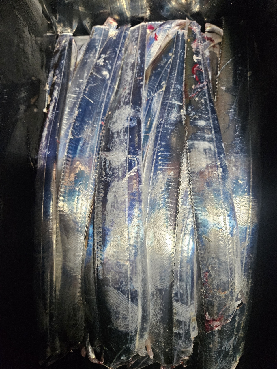 9월 20일 목포 갈치 선상낚시 조황 현장 사진 10