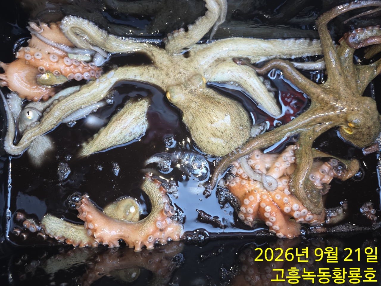 9월 21일 고흥 문어 선상낚시 조황 현장 사진 1