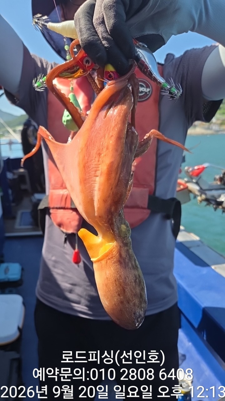 9월 20일 고성 문어 선상낚시 조황 현장 사진 6