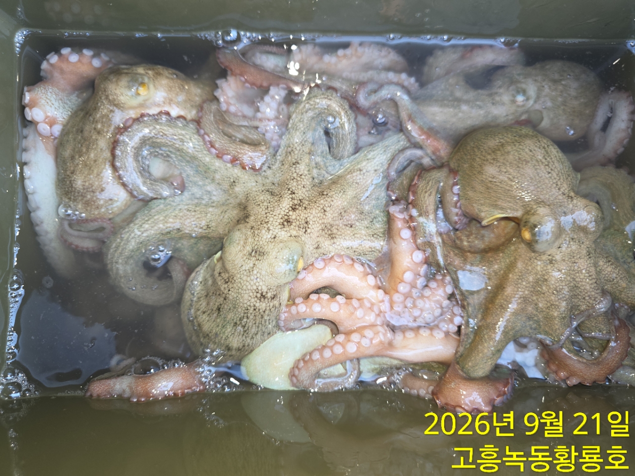 9월 21일 고흥 문어 선상낚시 조황 현장 사진 2
