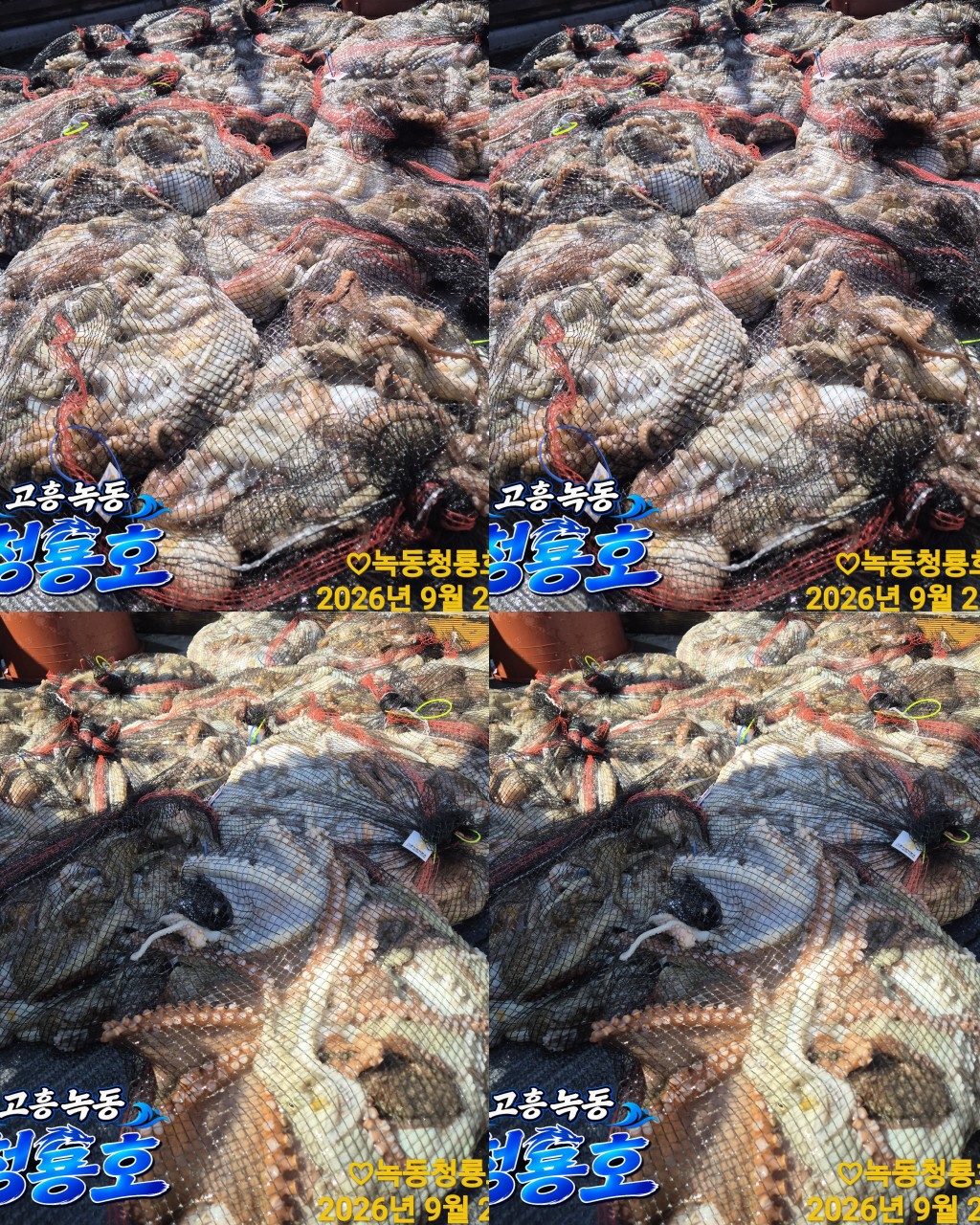 9월 21일 문어 선상낚시 조황 현장 사진 2