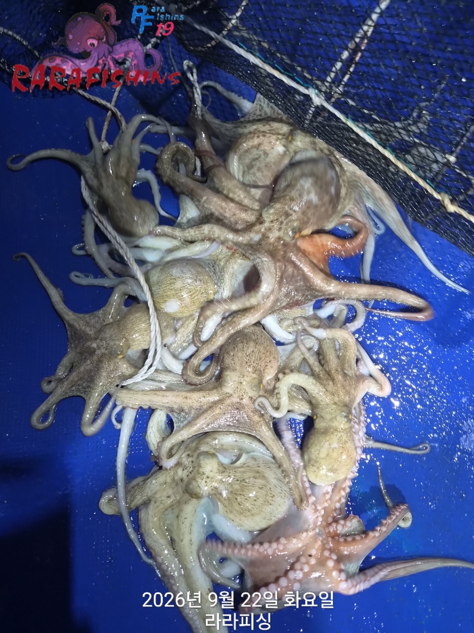 9월 21일 진해 문어 선상낚시 조황 현장 사진 4