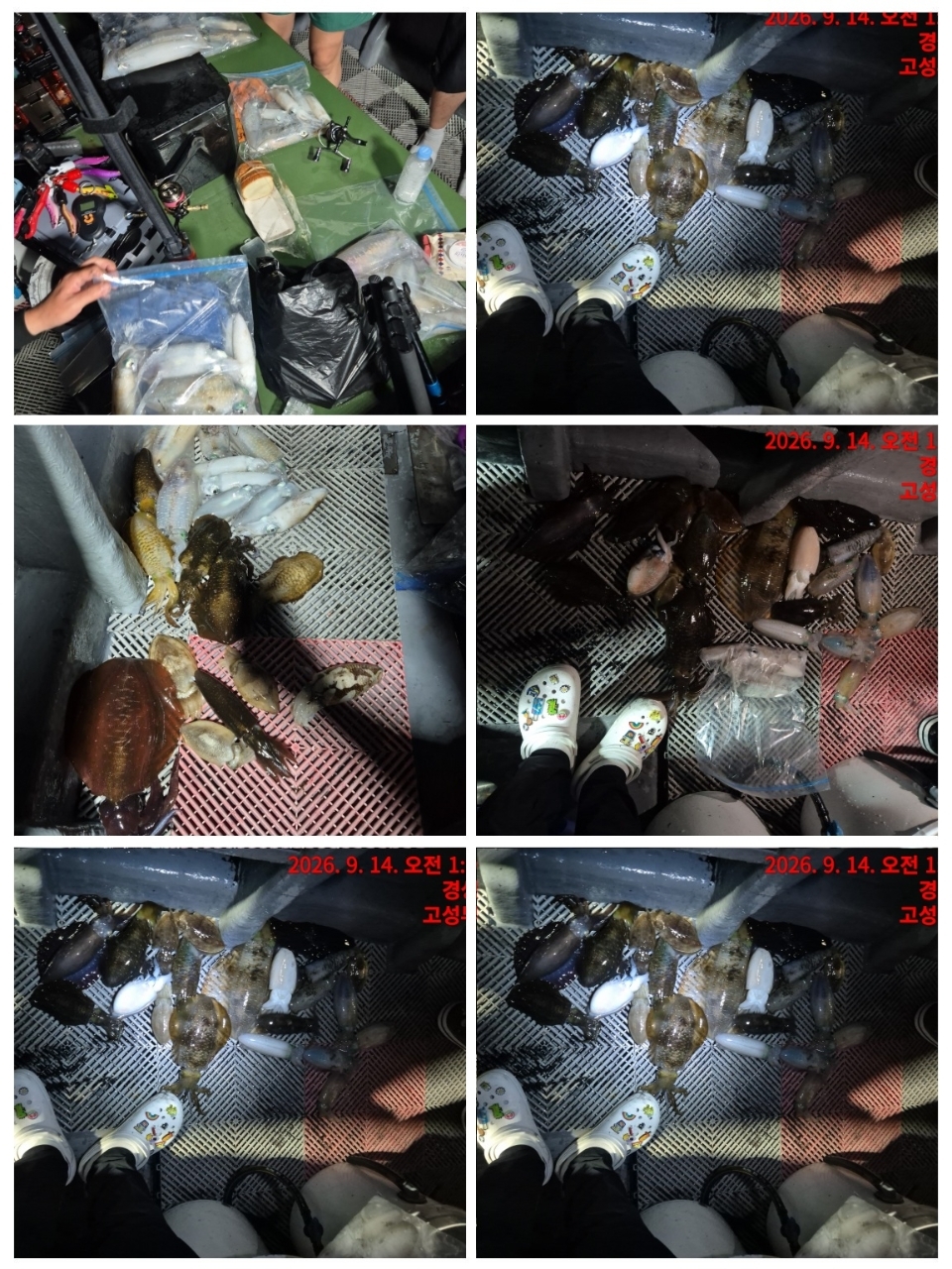 9월 21일 사량도 무늬오징어 선상낚시 조황 현장 사진 2