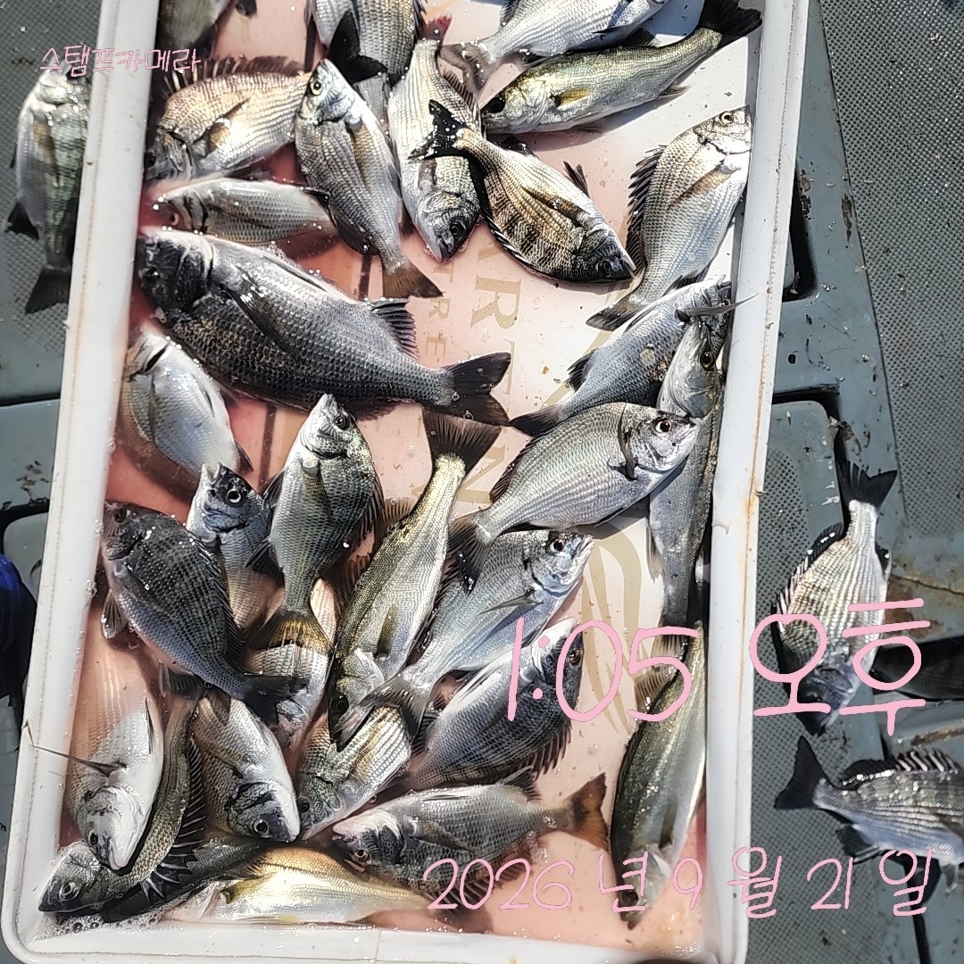9월 21일 고성 감성돔 선상낚시 조황 현장 사진 1
